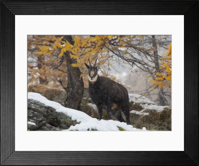 Framed Print : Picture No. 12010442 Framed Print : Picture No. 12010442