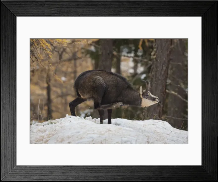 Framed Print : Picture No. 12010443 Framed Print : Picture No. 12010443