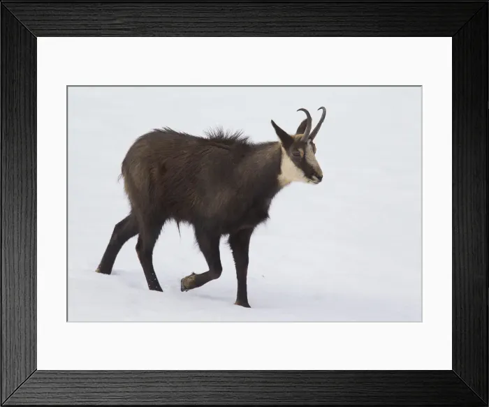 Framed Print : Picture No. 12010445 Framed Print : Picture No. 12010445