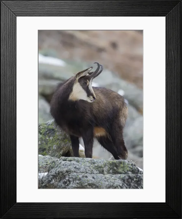 Framed Print : Picture No. 12010446