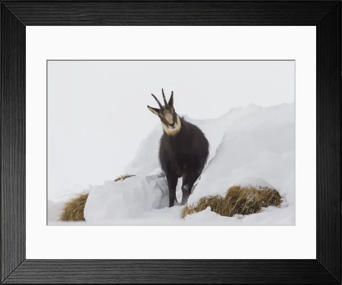 Framed Print : Picture No. 12010447 Framed Print : Picture No. 12010447