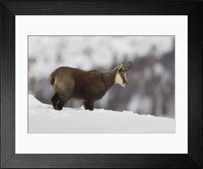 Framed Print : Picture No. 12010448 Framed Print : Picture No. 12010448