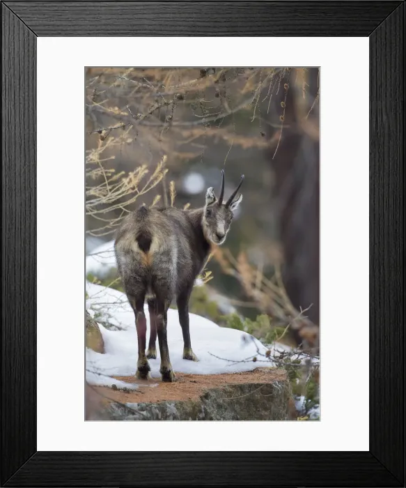 Framed Print : Picture No. 12010449 Framed Print : Picture No. 12010449