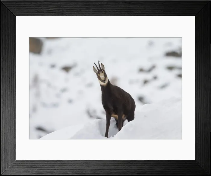 Framed Print : Picture No. 12010452 Framed Print : Picture No. 12010452
