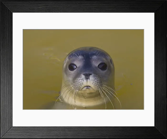 Framed Print : Picture No. 12010454 Framed Print : Picture No. 12010454