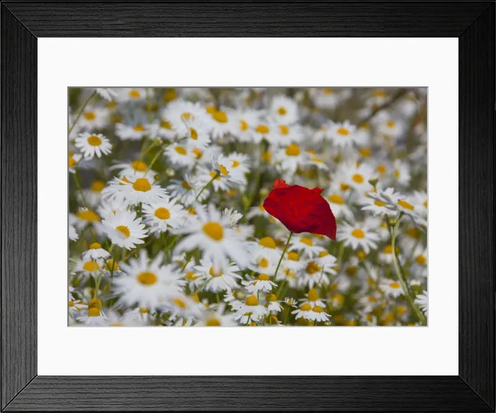 Framed Print : Picture No. 12010457 Framed Print : Picture No. 12010457