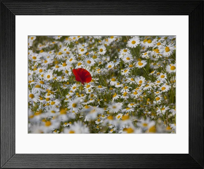 Framed Print : Picture No. 12010458 Framed Print : Picture No. 12010458
