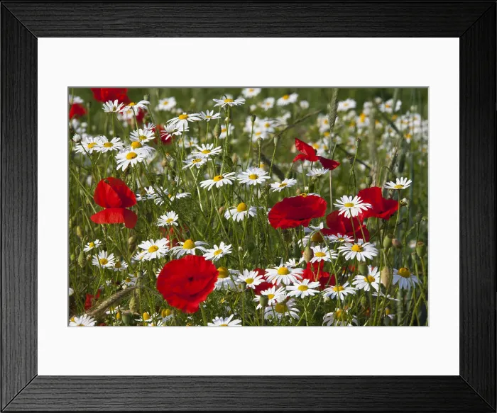 Framed Print : Picture No. 12010459 Framed Print : Picture No. 12010459