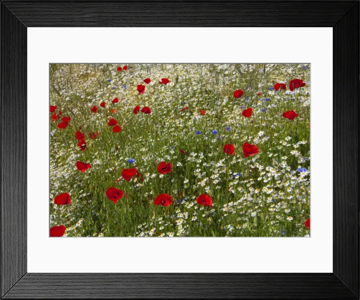 Framed Print : Picture No. 12010460 Framed Print : Picture No. 12010460
