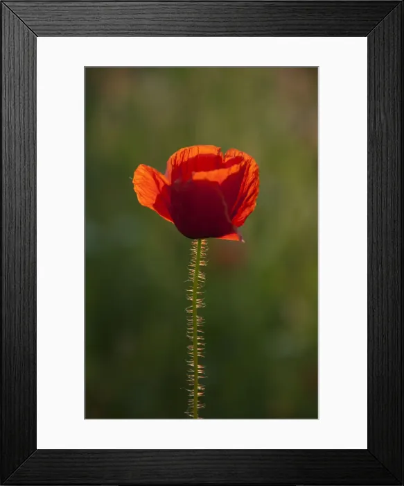 Framed Print : Picture No. 12010461 Framed Print : Picture No. 12010461
