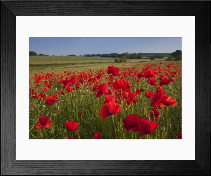 Framed Print : Picture No. 12010462