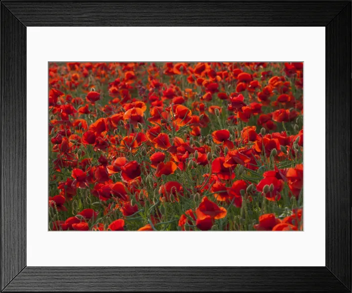 Framed Print : Picture No. 12010464 Framed Print : Picture No. 12010464