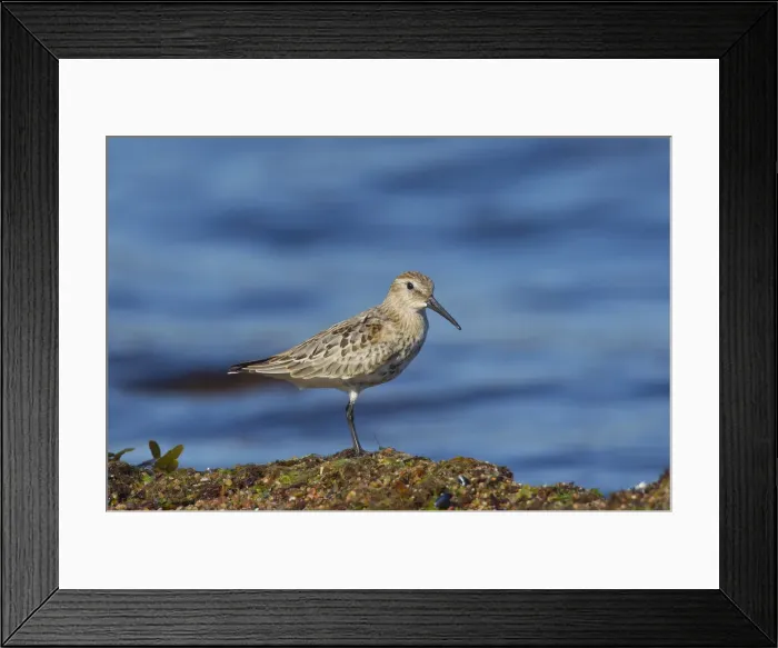 Framed Print : Picture No. 12010465 Framed Print : Picture No. 12010465