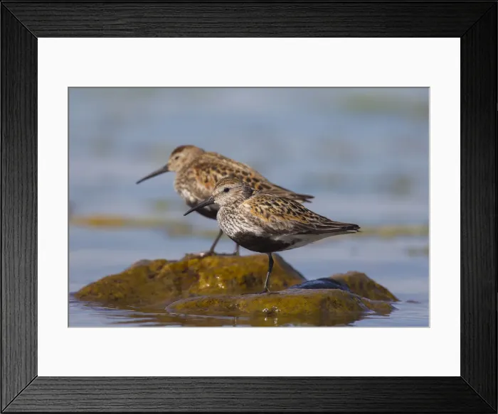 Framed Print : Picture No. 12010466 Framed Print : Picture No. 12010466