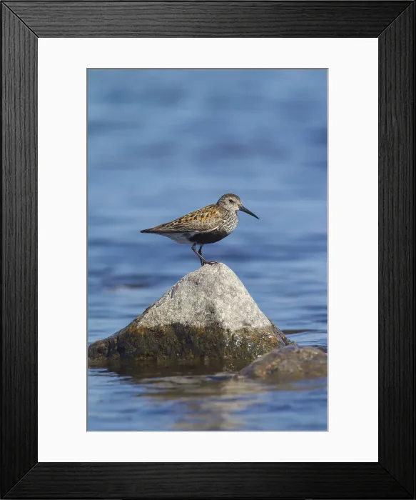 Framed Print : Picture No. 12010467 Framed Print : Picture No. 12010467