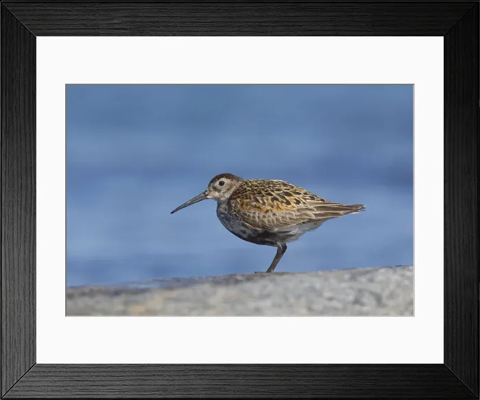 Framed Print : Picture No. 12010468 Framed Print : Picture No. 12010468