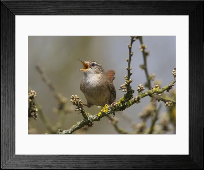 Framed Print : Picture No. 12010469 Framed Print : Picture No. 12010469