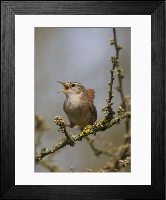 Framed Print : Picture No. 12010470 Framed Print : Picture No. 12010470
