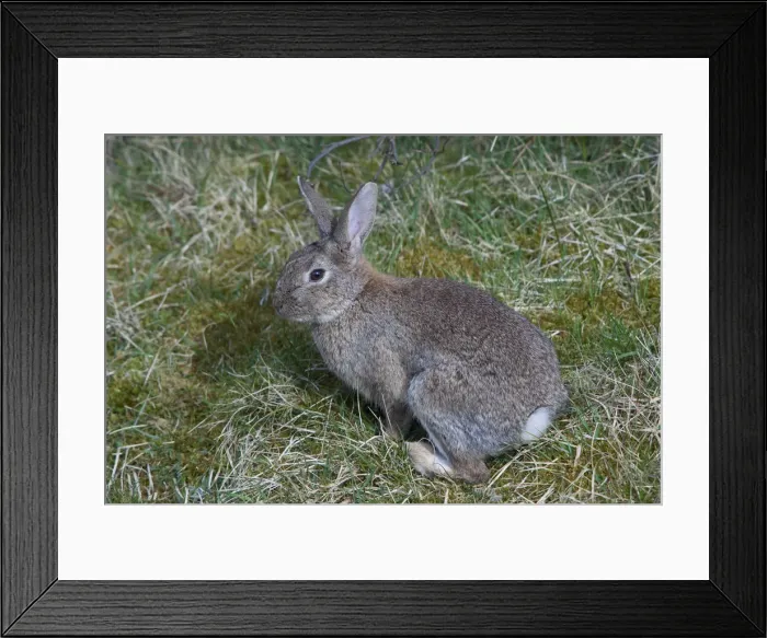 Framed Print : Picture No. 12010472 Framed Print : Picture No. 12010472