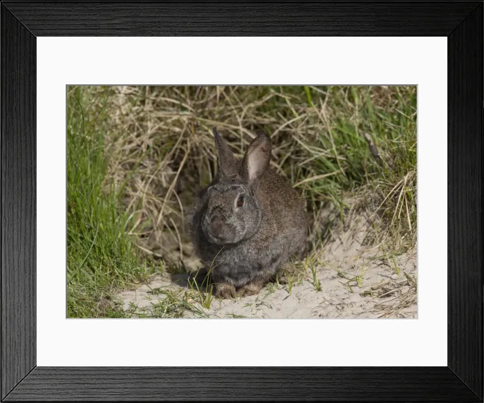 Framed Print : Picture No. 12010473 Framed Print : Picture No. 12010473