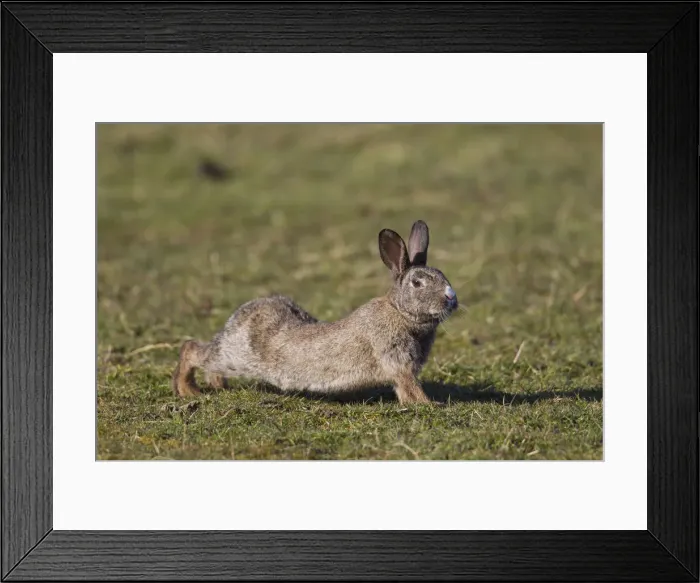 Framed Print : Picture No. 12010475 Framed Print : Picture No. 12010475