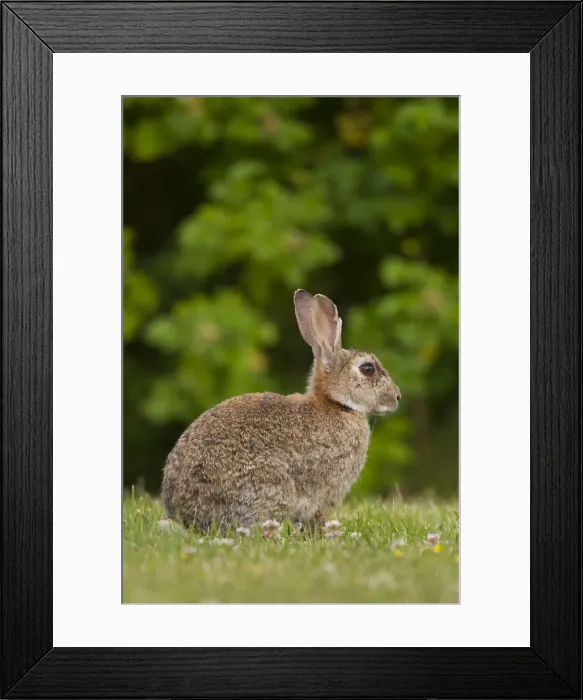 Framed Print : Picture No. 12010476 Framed Print : Picture No. 12010476
