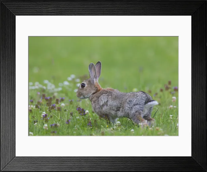Framed Print : Picture No. 12010479 Framed Print : Picture No. 12010479