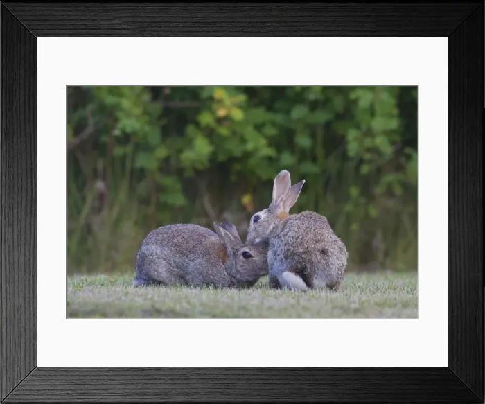 Framed Print : Picture No. 12010481 Framed Print : Picture No. 12010481