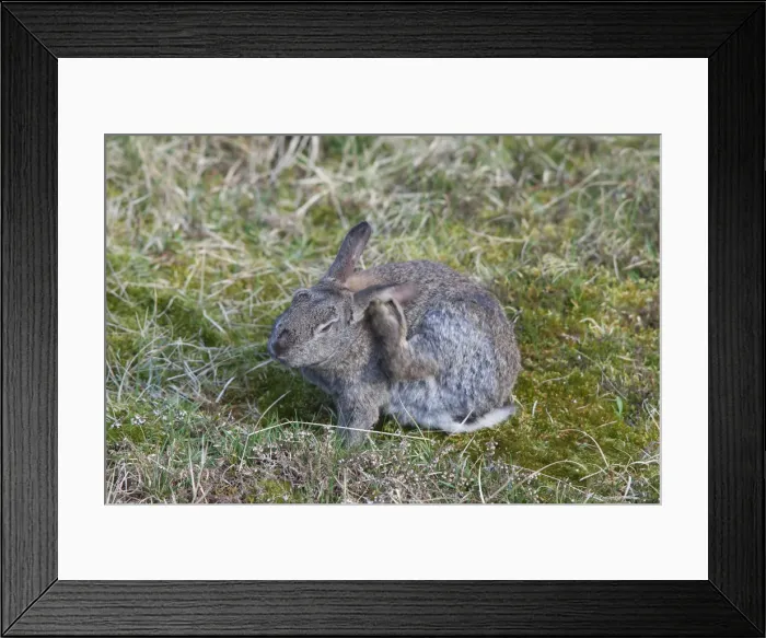 Framed Print : Picture No. 12010480 Framed Print : Picture No. 12010480