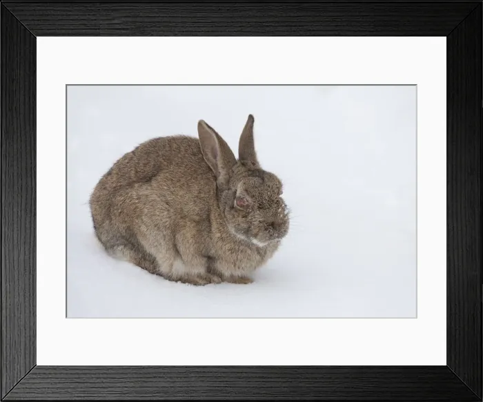 Framed Print : Picture No. 12010482 Framed Print : Picture No. 12010482