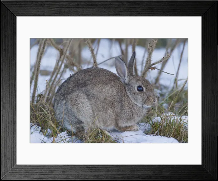 Framed Print : Picture No. 12010483 Framed Print : Picture No. 12010483