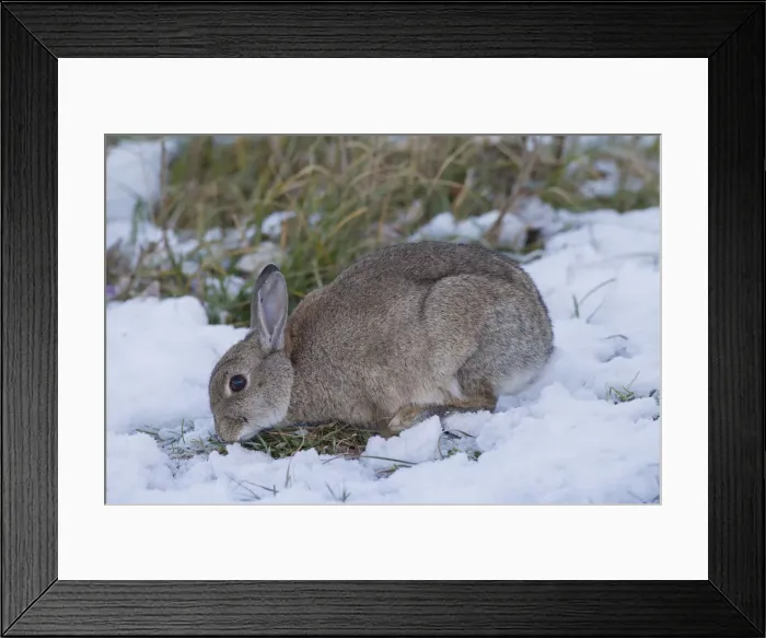 Framed Print : Picture No. 12010484 Framed Print : Picture No. 12010484