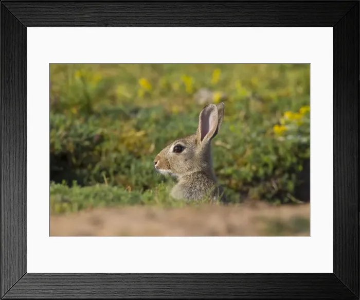 Framed Print : Picture No. 12010485 Framed Print : Picture No. 12010485