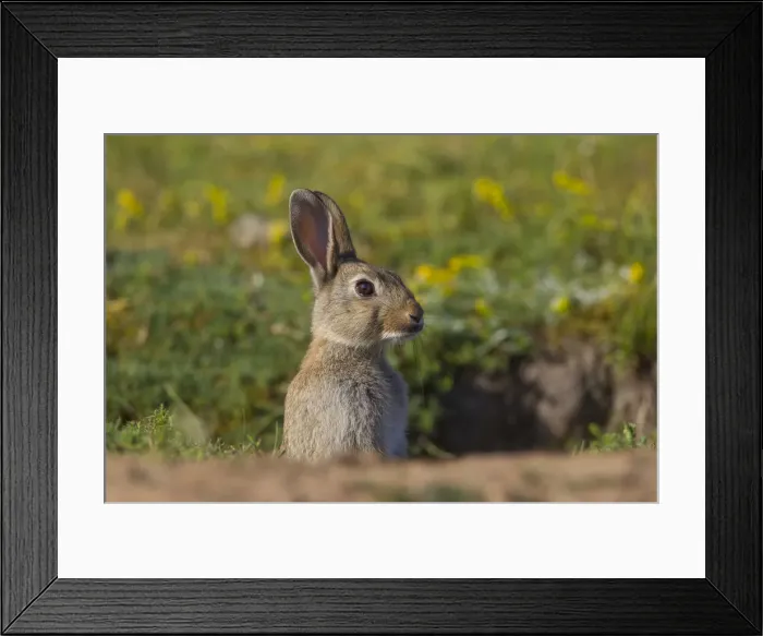Framed Print : Picture No. 12010486 Framed Print : Picture No. 12010486