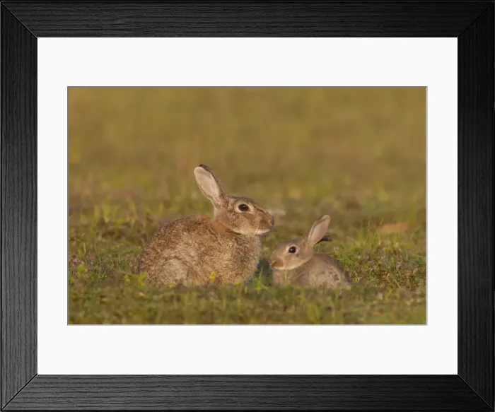 Framed Print : Picture No. 12010487 Framed Print : Picture No. 12010487