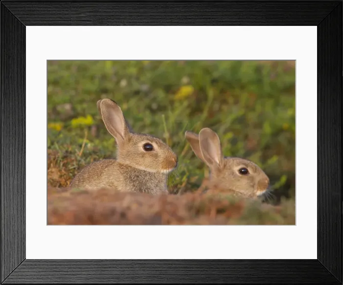 Framed Print : Picture No. 12010490 Framed Print : Picture No. 12010490