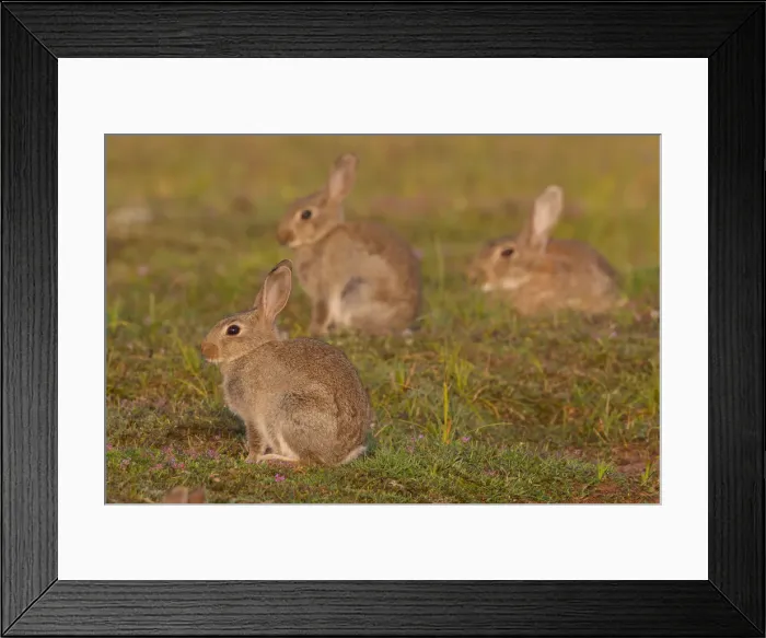 Framed Print : Picture No. 12010491 Framed Print : Picture No. 12010491