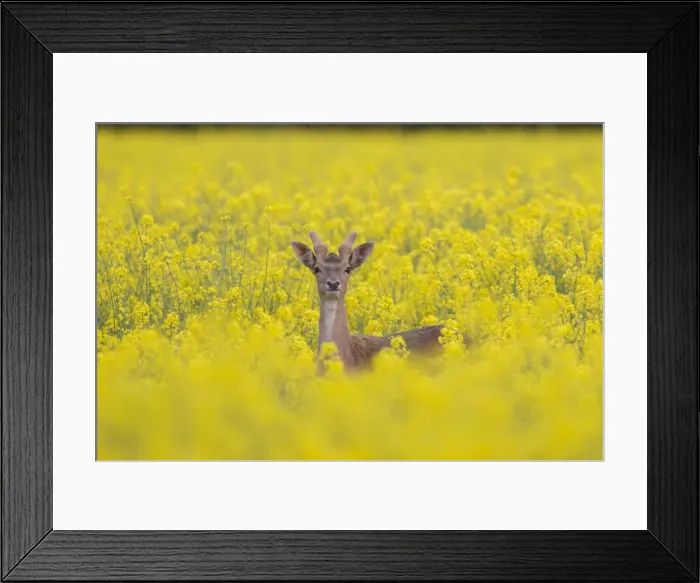Framed Print : Picture No. 12010492 Framed Print : Picture No. 12010492