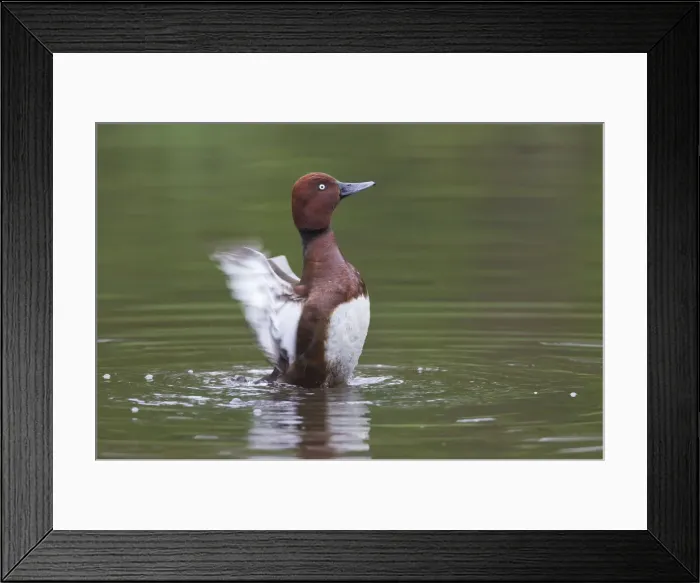 Framed Print : Picture No. 12010493 Framed Print : Picture No. 12010493