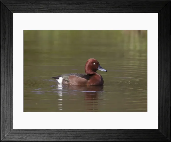 Framed Print : Picture No. 12010494 Framed Print : Picture No. 12010494