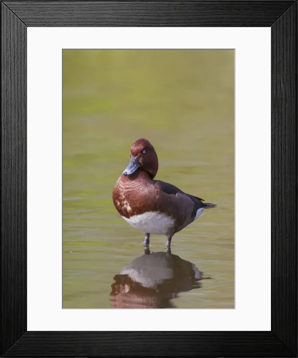 Framed Print : Picture No. 12010495 Framed Print : Picture No. 12010495