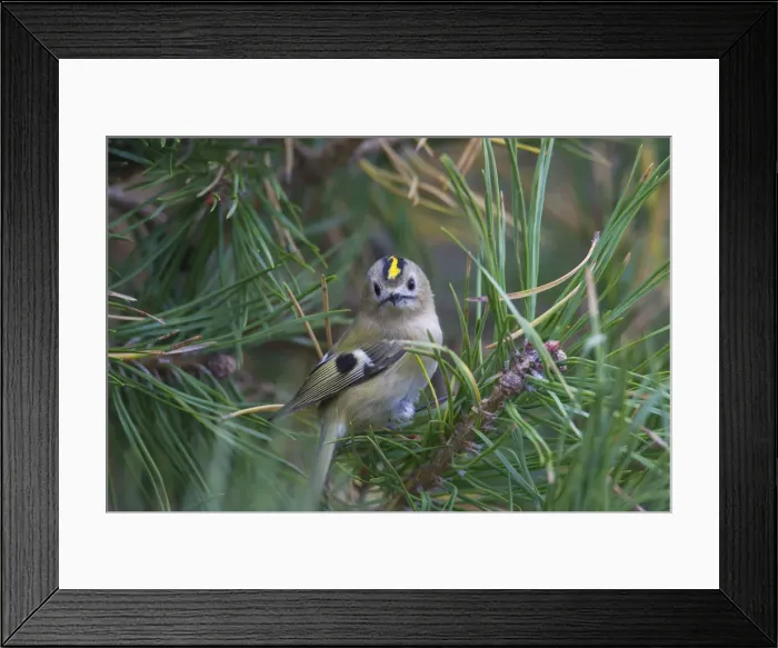 Framed Print : Picture No. 12010496 Framed Print : Picture No. 12010496