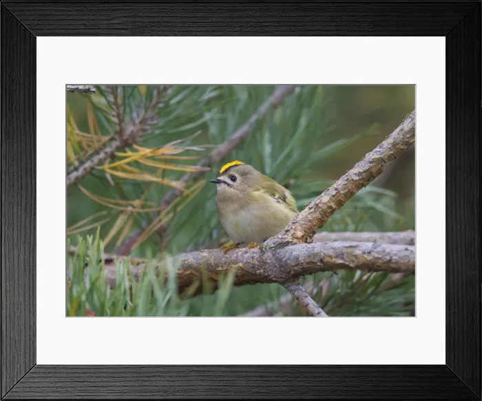 Framed Print : Picture No. 12010497 Framed Print : Picture No. 12010497