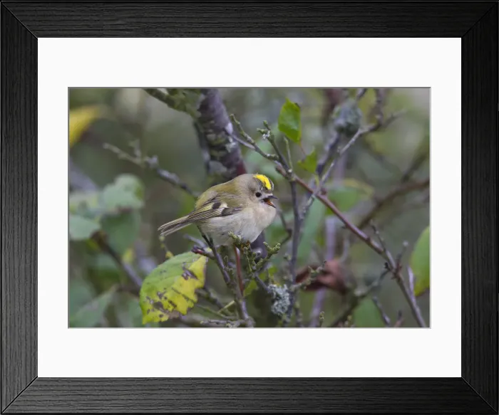 Framed Print : Picture No. 12010498 Framed Print : Picture No. 12010498