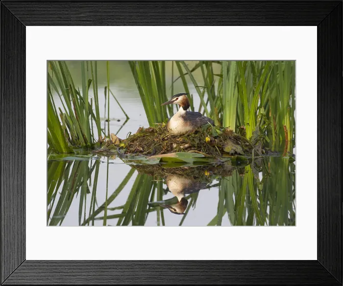 Framed Print : Picture No. 12010499 Framed Print : Picture No. 12010499