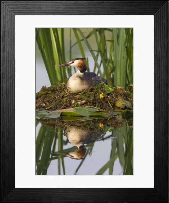 Framed Print : Picture No. 12010500 Framed Print : Picture No. 12010500