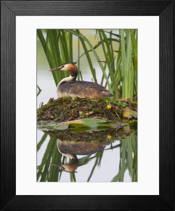 Framed Print : Picture No. 12010501 Framed Print : Picture No. 12010501