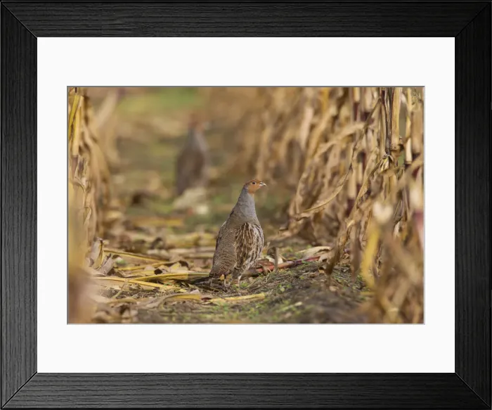 Framed Print : Picture No. 12010509 Framed Print : Picture No. 12010509