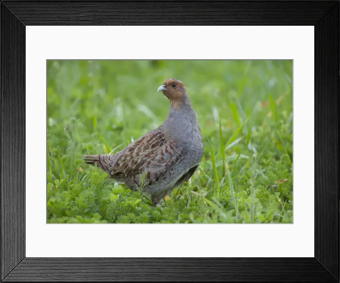 Framed Print : Picture No. 12010508 Framed Print : Picture No. 12010508