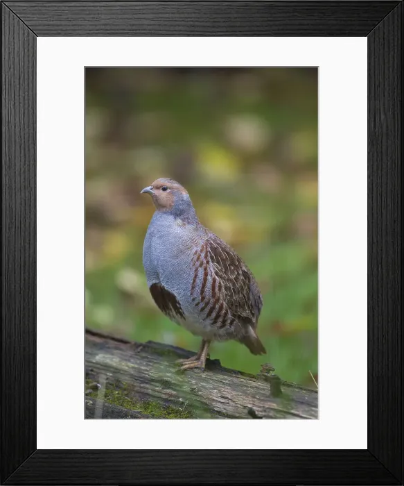 Framed Print : Picture No. 12010510 Framed Print : Picture No. 12010510